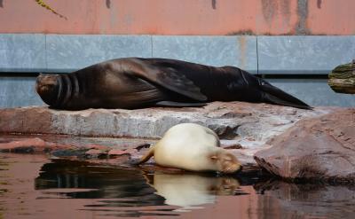 在家庭中,尊重儿童假期的自主权不仅是给予...