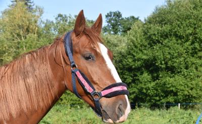 3. 在孩子想放弃兴趣学习时,家长该作何选择?
