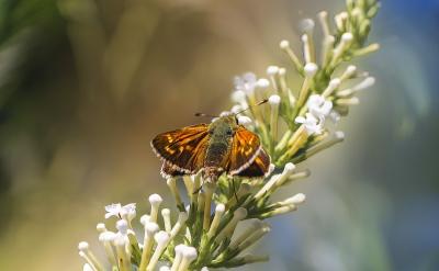 hldlc 高级数据链路控制