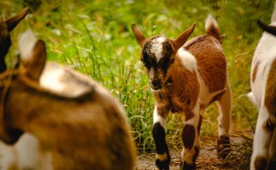 </p> <p> A和B有很多相似处。