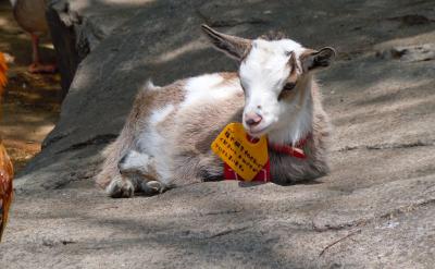 通过半个月的家教实践使我增长了见识,也懂...