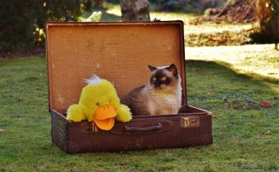 (四)廉洁自律。强化廉政意识,锻炼意志品...