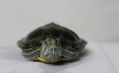 不打疲劳战术