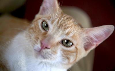 (3)歌中唱道:“国是我的国,家是我的家,...