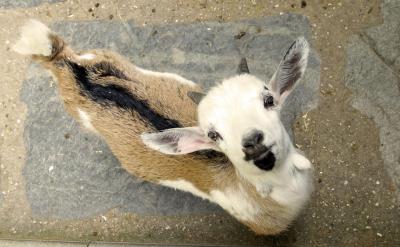 篇5:高考复习冲刺计划