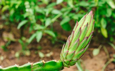 自由读课文后,学生对课文有了初步印象,“...