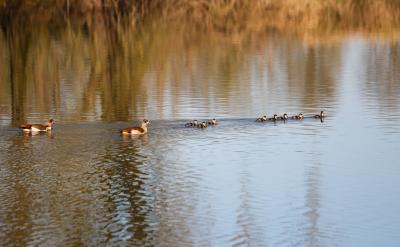 mutual exchange 房舍调换