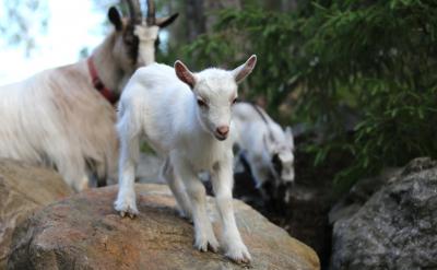 一是根据学生年龄特征与生活经验,从学科特...
