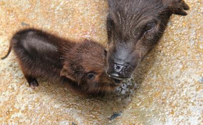 在日常学习中,时刻注意调动学生的积极性,...