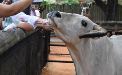 此时，学生的积极性又一次被调动，他们个个...