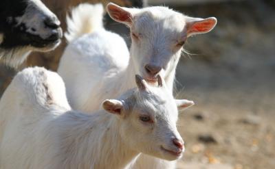 小孩与大人打球毕竟有一定差距,因此,当他...