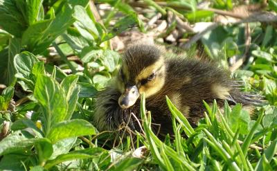 我认为马克思主义哲学能指导我们从理论上、...