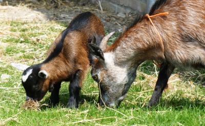 ④、结构简单,一般由核酸(DNA或RNA)和蛋白...