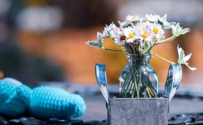 种子传播则是植物扩展其分布范围的重要手段...