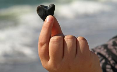 富兰克林似乎很高兴，并开始了他的自由生活...