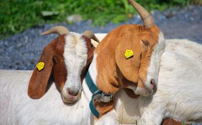 (2)通过本课题研究,提高教师的信息技术素...