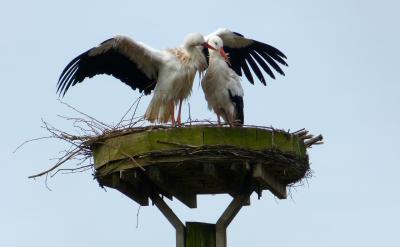 虽然此次活动受到了学生的青睐,但终因学生...