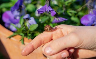氧化铜可以通过多种方法制备,其中最常见的...