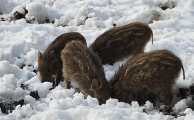 1、模式化。数学的一些定理、原理、公理都...