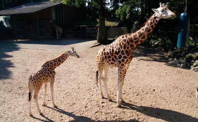 牛蛙的起源与分布