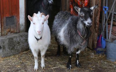 第二,要重视孩子语文基础知识的掌握情况。