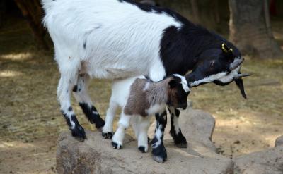 综合措施促进健康成长