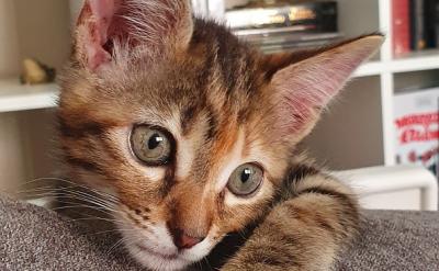 集中列举的形式有:三个名词或词汇连续出现...