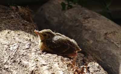 三、给孩子们充分的自主权