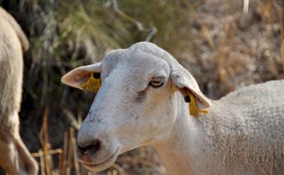 14.相对原子质量:以一种碳原子的质量的1/1...